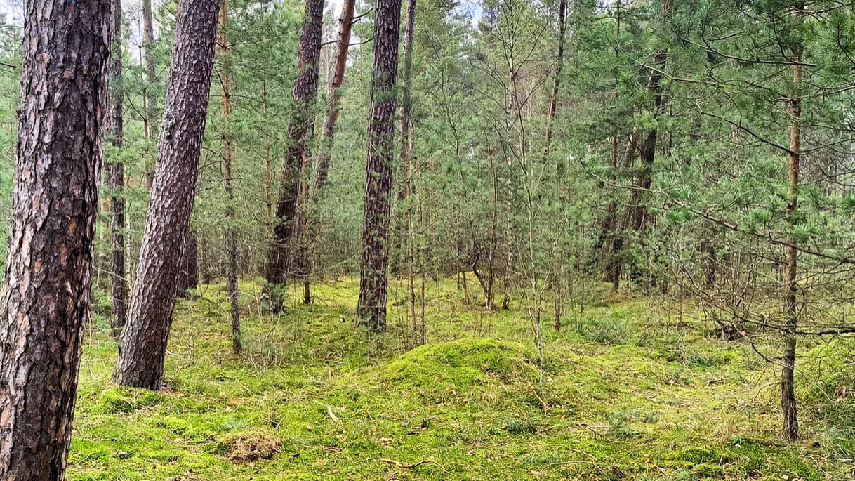 Росситтенский лес