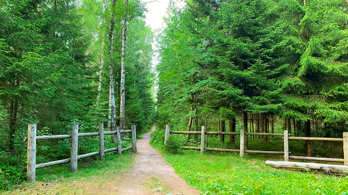 Экотропа Малиновая гора в Ленобласти
