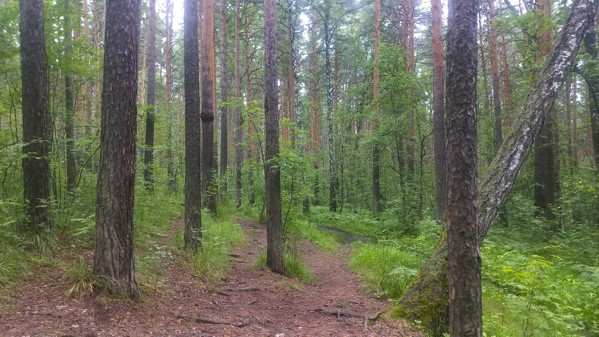 Калиновский лесопарк в Екатеринбурге